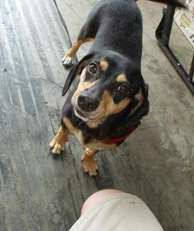 My Dog Francis.  She doesn't build pipes.  Just stares at me when I do.